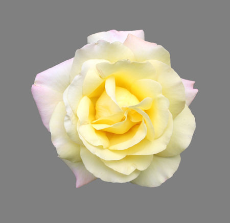 Rose close-up isolated on grey backgroundの写真素材