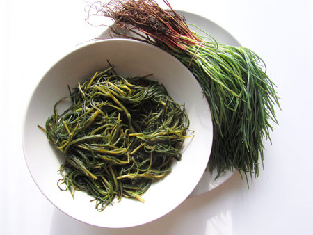 Salsola soda or opposite-leaved saltwortの写真素材