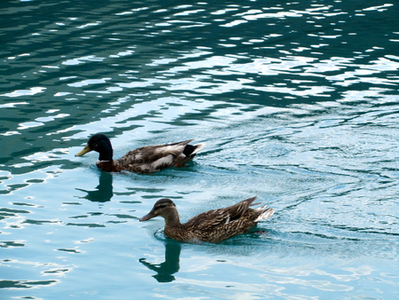 Couple of mallards on a lakeの写真素材