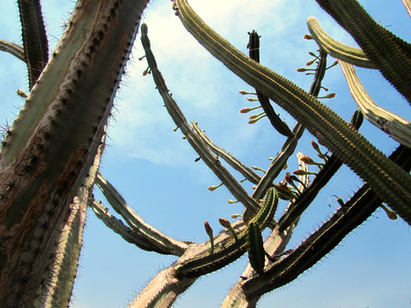 Branches of a big cactus with light blue skyの写真素材