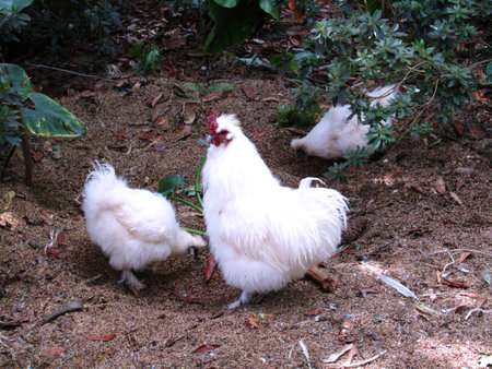 Cochin or Cochin China white chicken: a very furry bird!の写真素材