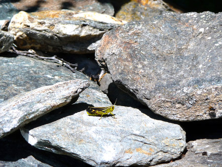 Grasshopper on a grey stoneの写真素材