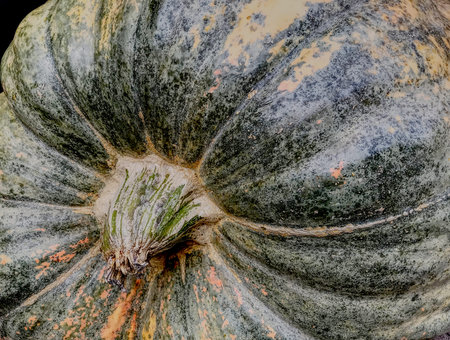Close up of a big green pumpkin. Suitable to be used like a background.の写真素材