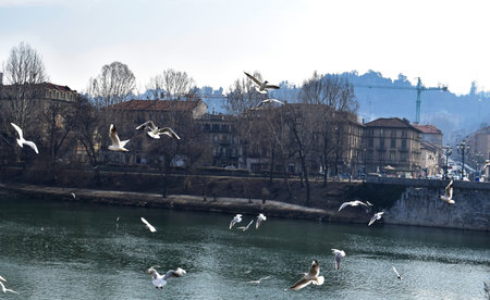 Pigeons flying on the river Po in Turin, Italyのeditorial素材