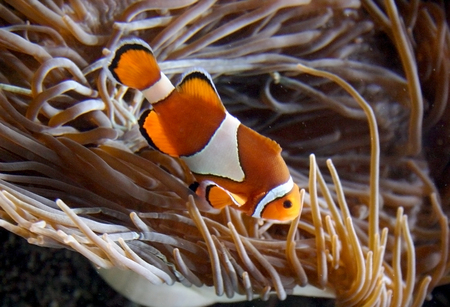 Clownfish (Amphiprion sp.) swimming underwater in Oceanariumの写真素材