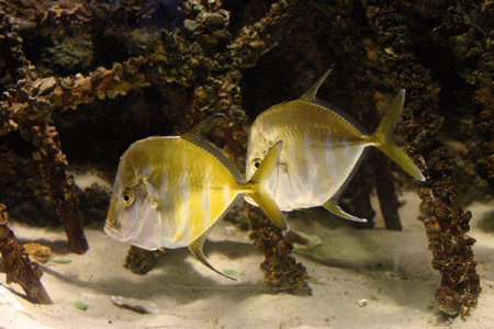 New Jersey and Philadelphia, Kembdone, Okeanarium - beautiful fish in a marine aquarium