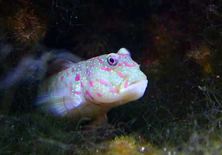 New Jersey and Philadelphia, Kembdone, Okeanarium - beautiful fish in a marine aquariumの写真素材