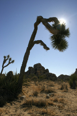 Yucca Tree in the Mountains, Joshua Tree National Parkの写真素材