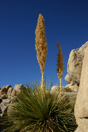 Yucca on the stone rocks in the Arizona desert, USA.の写真素材
