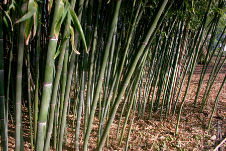 Thickets of bamboo in the suburbs of New Jersey, USAの写真素材