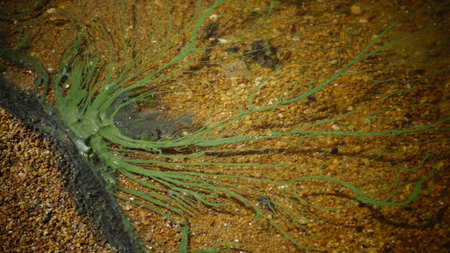 Blue-green algae in Hadzhibeysky estuary. Eutrophication of the reservoir, the problem of ecology