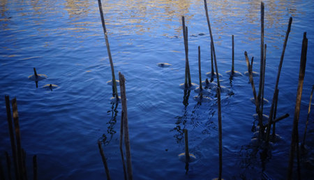 The stalk of cane, frozen water around the stems on a background of blue water