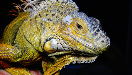 Green Iguana, close up