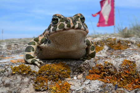 Toad (Bufo viridis)の写真素材