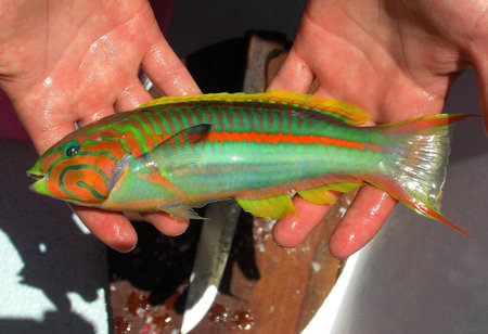 Beautiful tropical fish from the Red Sea, which are caught on bait. Thalassoma klunzingeriの写真素材