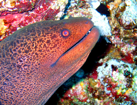 Giant moray, Red Sea