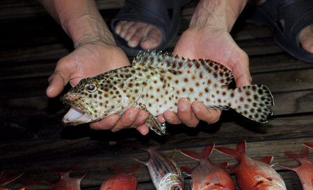 Beautiful tropical fish from the Red Sea, which are caught on bait