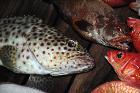 Beautiful tropical fish from the Red Sea, which are caught on baitの写真素材