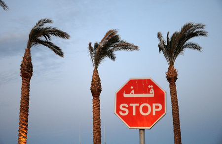 Stop sign on a background of palm trees, Egyptの写真素材