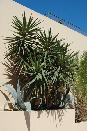 Beautiful flowering plants under the wall. Interior decoration with fresh flowersの写真素材
