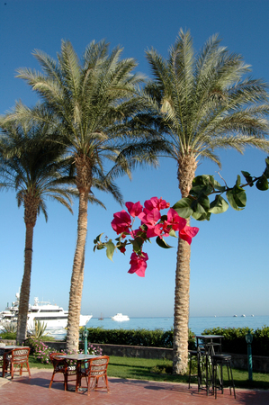Beautiful palm trees on the background of the Red Sea, Egyptの写真素材