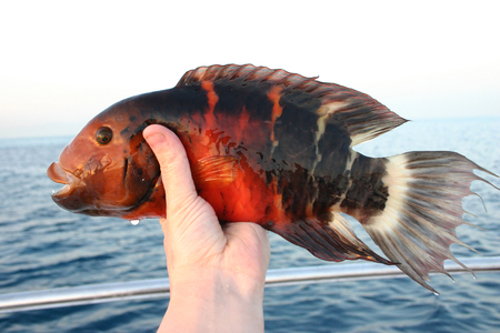 Beautiful tropical fish from the Red Sea, which are caught on baitの写真素材