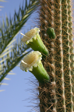 Cacti and other succulent plants, Egyptの写真素材