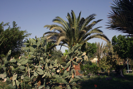 Cacti and other succulent plants, Egyptの写真素材