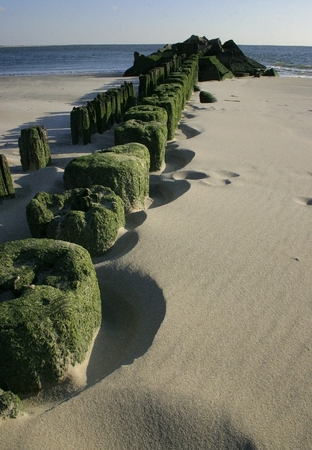 The piles of the aged mooring which acquired green algas on the beach Brighton Bichの写真素材