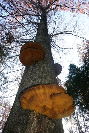 Mushrooms parasites that kill the tree for several years, where they settledの写真素材