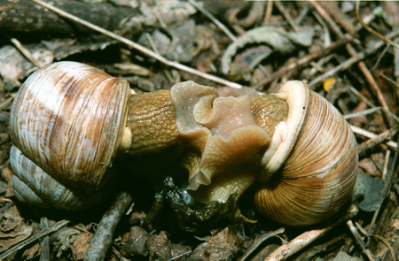 Helix pomatia, common names the Burgundy snail, Roman snail, edible snail or escargot, is a species of large, edible, air-breathing land snail, a terrestrial pulmonate gastropod molluskの写真素材