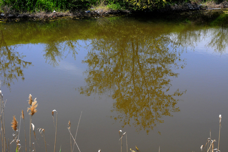 Reflection of a tree in waterの写真素材