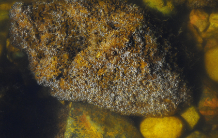 Algae secrete oxygen. Bubbles of gas on a stone under waterの写真素材