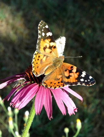 Butterfly on a flowerの写真素材