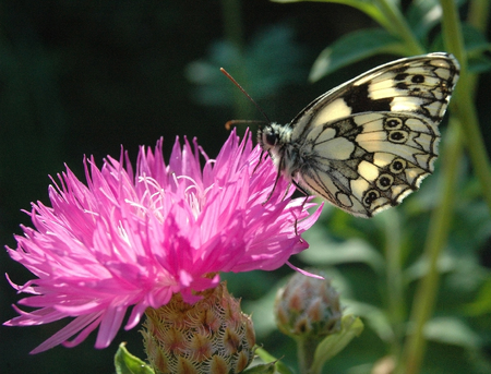 Butterfly on a flowerの写真素材