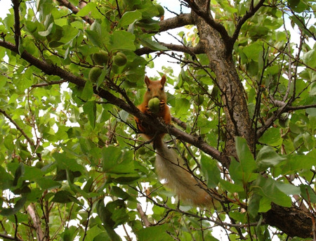 Red squirrel eats green apricots on treeの写真素材
