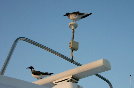 Birds sitting on navigation antenna vessel, Egypt, Red Seaの写真素材