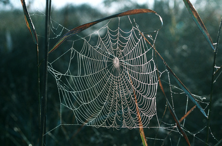 Spider web of the spider on plantsの写真素材
