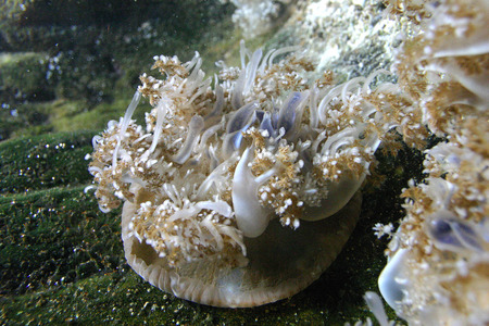 Predatory sea anemone in  marine aquarium in Oceanarium, Kembdone, New Jersey and Philadelphiaの写真素材