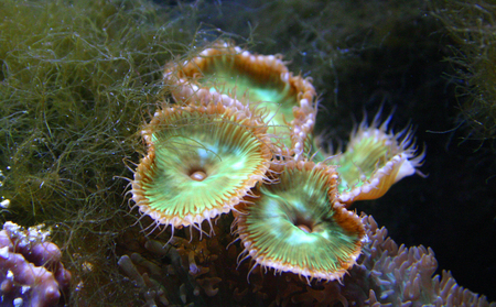 Predatory sea anemone in  marine aquarium in Oceanarium, Kembdone, New Jersey and Philadelphiaの写真素材