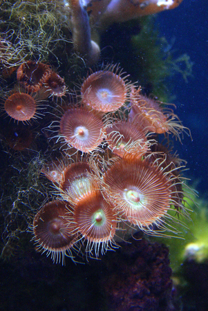 Predatory sea anemone in  marine aquarium in Oceanarium, Kembdone, New Jersey and Philadelphiaの写真素材