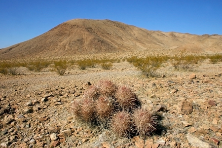 Echinocactus polycephalus, Cottontop Cactus, Many-headed Barrel Cactus, Cannonball Cactus in the Mountains, Arizona, Death Valley, USAの写真素材