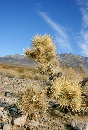 Cholla cactus garden in Joshua tree national park, California,Cylindropuntia bigeloviiの写真素材