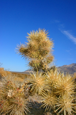 Cholla cactus garden in Joshua tree national park, California,Cylindropuntia bigeloviiの写真素材