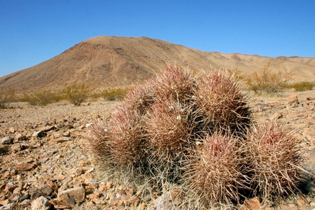 Echinocactus polycephalus, Cottontop Cactus, Many-headed Barrel Cactus, Cannonball Cactus in the Mountains, Arizona, Death Valley, USAの写真素材