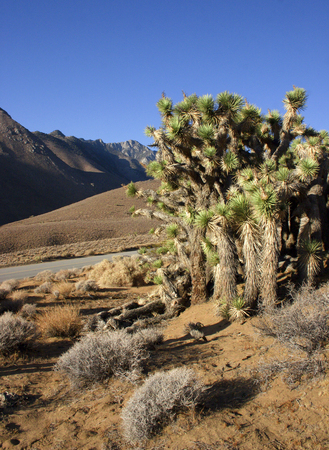 Yucca Tree in the Mountains, Arizonaの写真素材