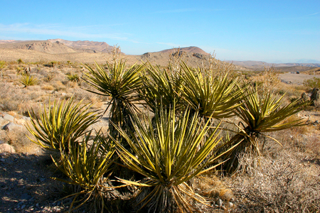 Yucca Tree in the Mountains, Joshua Tree National Parkの写真素材