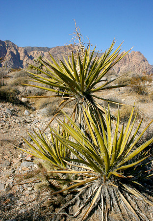 Yucca Tree in the Mountains, Joshua Tree National Parkの写真素材