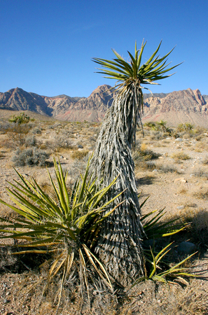 Yucca Tree in the Mountains, Joshua Tree National Parkの写真素材