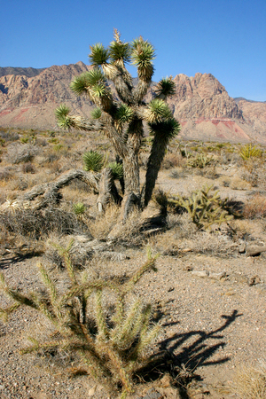 Yucca Tree in the Mountains, Joshua Tree National Parkの写真素材